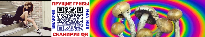 Псилоцибиновые грибы MAGIC MUSHROOMS  Власиха 